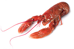 bogavante cocido