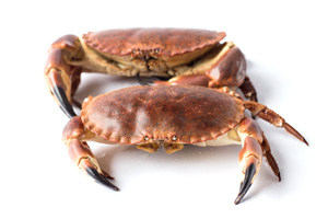 Buey de mar vivo de mariscos donosti en gipuzkoa